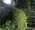 Chemin Inca